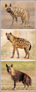 तरस (Hyena)