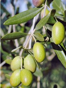 ऑलिव्ह (Indian Olive)