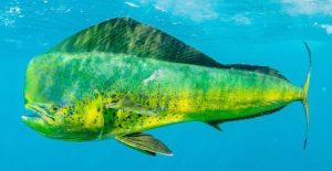 Read more about the article पोपटमासा (Dolphinfish)