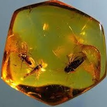 Read more about the article अंबर जीवाश्म (Amber Fossil)