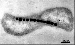 चुंबक अनुचलनी जीवाणू (Magnetotactic bacteria)