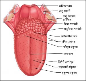 Read more about the article मानवी जीभ (Human tongue)