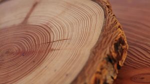 Read more about the article वृक्षवलयमापन पद्धत (Dendrochronology/Tree-Ring Dating)