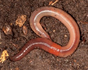 Read more about the article गांडूळ (Earthworm)