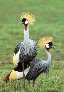 क्रौंच, तुरेवाला (Crowned crane)