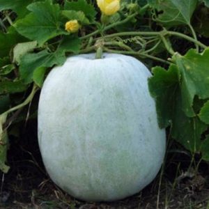 Read more about the article कोहळा (Ash Gourd)