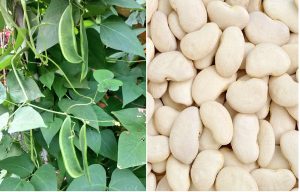Read more about the article डबल बीन (Double Bean)