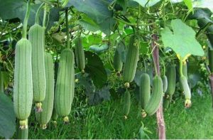 Read more about the article घोसाळे (Sponge Gourd)