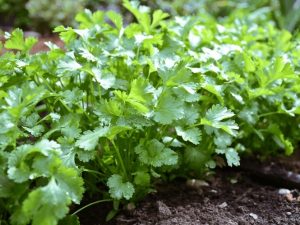 Read more about the article कोथिंबीर (Coriander)