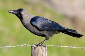 Read more about the article कावळा (House crow)
