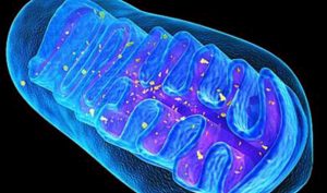 Read more about the article तंतुकणिका (Mitochondria)