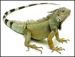 Read more about the article इग्वाना (Iguana)