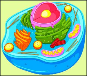 Read more about the article प्राणी पेशी (Animal cell)