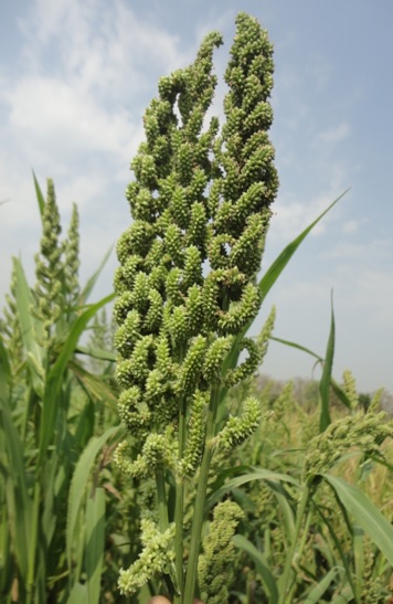 बर्टी (Barnyard Millet) – मराठी विश्वकोश