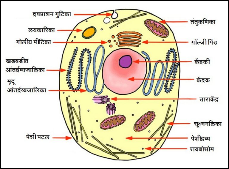 प्राणी पेशी (Animal cell) – मराठी विश्वकोश