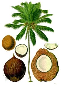 नारळ (Coconut) : पहा माड