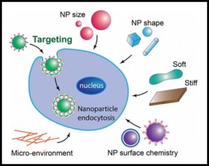 अब्जांश पदार्थांचे जैविक पेशीवर होणारे परिणाम (Effect of nanomaterials on bio-cell)
