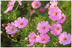 Read more about the article कॉसमॉस (Cosmos bipinnatus)