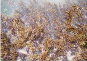 समुद्री तणांची शेती (Seaweed farming)