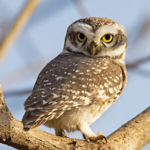 Read more about the article पिंगळा (Owlet)