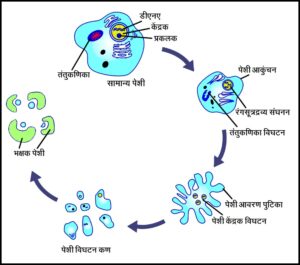 Read more about the article पेशीमृत्यू (Apoptosis)
