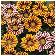 Read more about the article गेझनिया (Gazania)