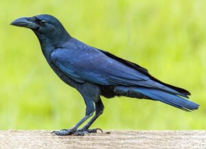 Read more about the article डोमकावळा (Jungle Crow)
