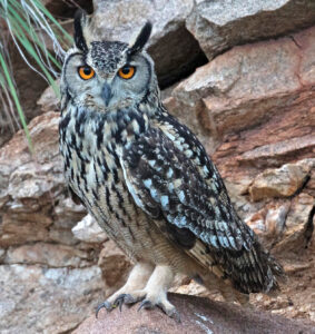 शृंगी घुबड (Horned owl)
