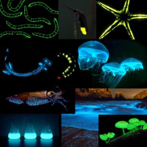 जीवदीप्ती (Bioluminescence)