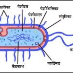 जीवाणू पेशी (Bacterial cell)