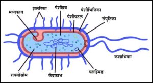 Read more about the article जीवाणू पेशी (Bacterial cell)
