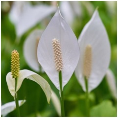 Read more about the article नागफणा (Spathiphyllum)