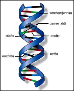 Read more about the article डीऑक्सिरायबोन्यूक्लिइक अम्ल (डीएनए) [Deoxyribonucleic acid (DNA)]