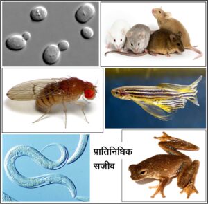 Read more about the article प्रातिनिधिक सजीव (Model organisms)