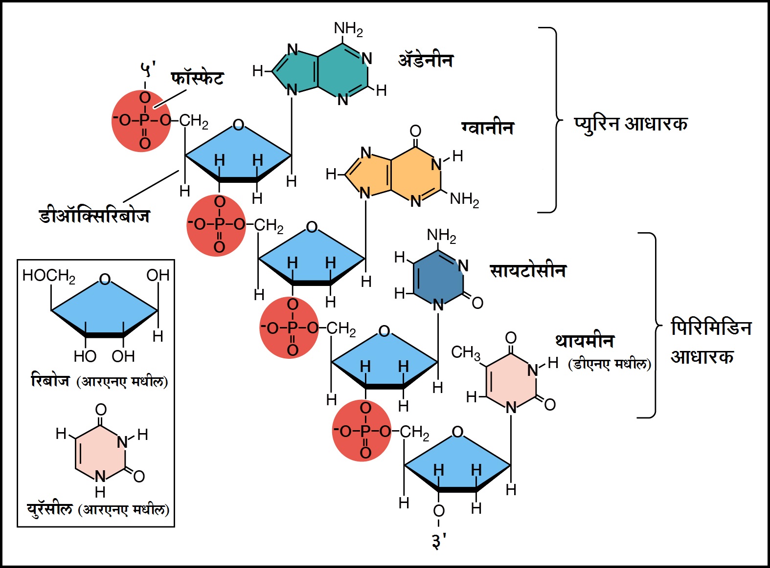 Рнк аденин тимин. Нуклеиновые кислоты ДНК И РНК. Строение ДНК. Структура полинуклеотидной цепи РНК. Строение молекулы ДНК.