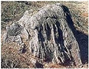 शिला स्मारके : नेफेलीन सायनाइट (Rock Monuments : Nepheline Syenite)