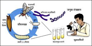 प्रातिनिधिक सजीव : फळमाशी  (Model organism : Drosophila)
