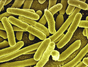 प्रातिनिधिक सजीव : एश्चेरिकिया कोलाय  (Model Organism : Escherichia coli)