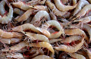 Read more about the article सागरी कोळंबी  (Indian Prawn)