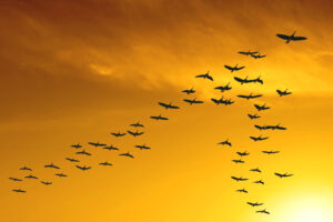पक्ष्यांचे स्थलांतर (Bird migration)