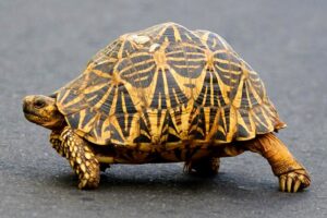 Read more about the article भूकच्छप – जमिनीवरील कासव (Tortoise)