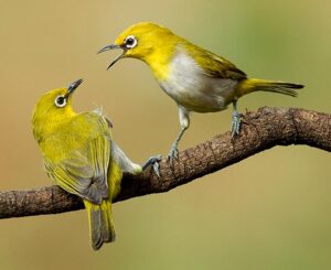 Read more about the article भारतीय चष्मेवाला पक्षी (Indian white-eye)