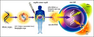 Read more about the article जनुकीय उपचार पद्धतीतील अब्जांश तंत्रज्ञान (­Nanotechnology in Genetic Treatment Methods)