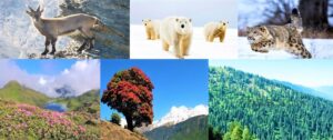 हिमालयातील वनस्पती व प्राणिजीवन (Plants and Animal Life in Himalaya)