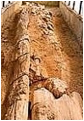 जीवाश्म उद्याने : राष्ट्रीय जीवाश्म लाकूड उद्यान, सत्तानूर (Fossil Parks : National Fossil Wood Park, Sattanur)