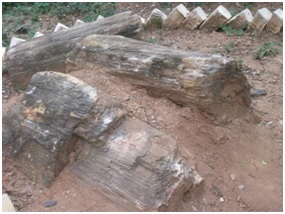 Read more about the article जीवाश्म उद्याने : राष्ट्रीय जीवाश्म लाकूड उद्यान, तिरूवक्कराई (Fossil Parks : National Fossil Wood Park, Tiruvakkarai)