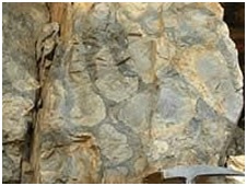 जीवाश्म उद्याने : शैवालस्तराश्म उद्यान, भोजुंडा (Fossil Parks : Stromatolite Park, Bhojunda)