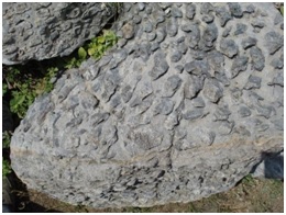 जीवाश्म उद्याने : शैवालस्तराश्म उद्यान, झामरकोत्रा (Fossil Parks : Stromatolite Park, Jhamarkotra)