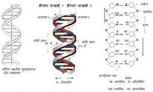डीएनएच्या संरचनेचा शोध  (Discovery Of DNA Structure)