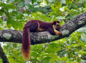 Read more about the article शेकरू (Indian giant squirrel)